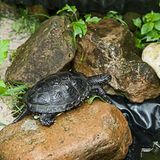 Europäische Sumpfschildkröte