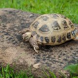 Vierzehenschildkröte