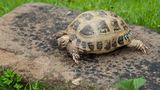 Vierzehenschildkröte