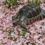 Breitrandschildkröte