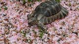 Breitrandschildkröte