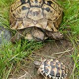 Griechische Landschildkröte