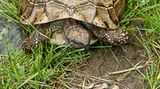 Griechische Landschildkröte
