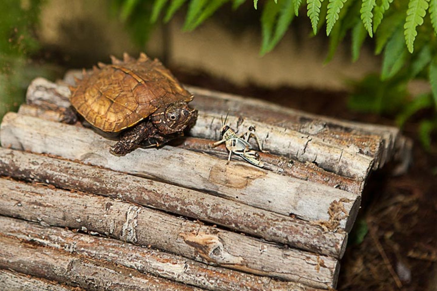 Zacken-Erdschildkröte
