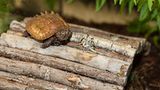 Zacken-Erdschildkröte