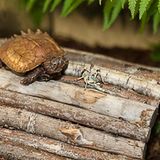 Zacken-Erdschildkröte