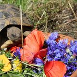 Europäische Landschildkröte