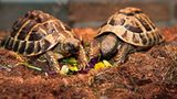 Griechische Landschildkröten