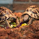 Griechische Landschildkröten