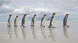 Parade der Pinguine