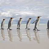 Parade der Pinguine