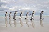 Parade der Pinguine