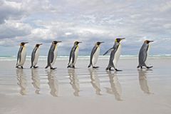 Parade der Pinguine