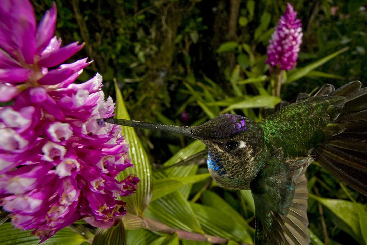Vogelparadies