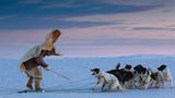 Bärenstark