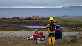 Walrossherde auf der Insel Lågøya