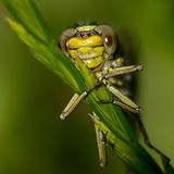 Westliche Keiljungfer