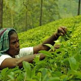 Teepflückerin