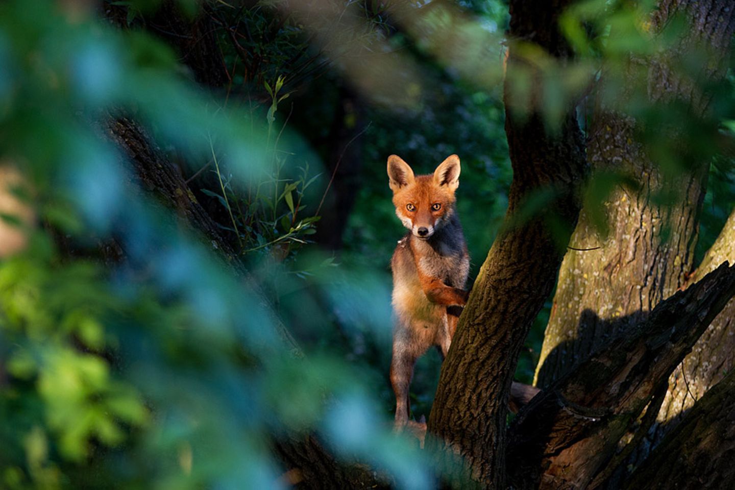 Fuchs