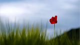 Mohn