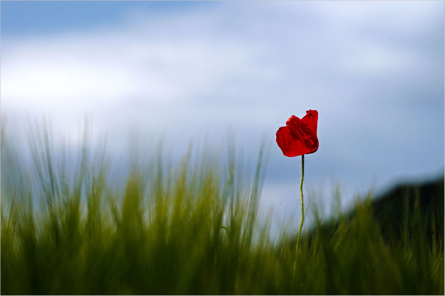Mohn