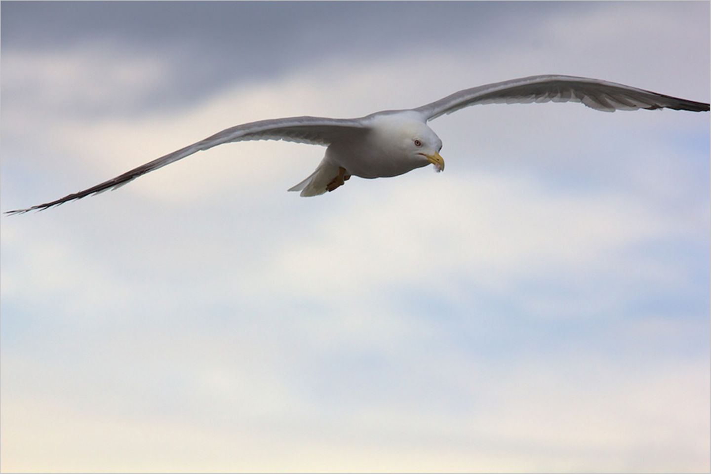 Möwe