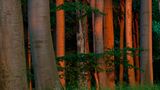 Nationalpark Jasmund