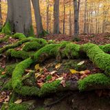 Zurück zu den Wurzeln