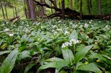 Nationalpark Hainich