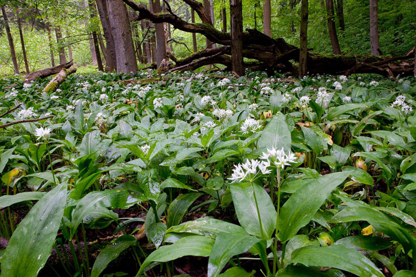 Nationalpark Hainich
