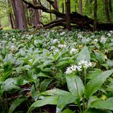 Nationalpark Hainich
