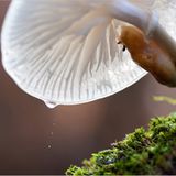 Nationalpark Hainich