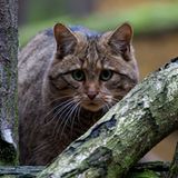 Nationalpark Kellerwald-Edersee
