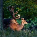Nationalpark Kellerwald-Edersee