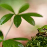 Grumsin im Biosphärenreservat Schorfheide-Chorin