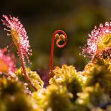Grumsin im Biosphärenreservat Schorfheide-Chorin