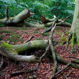 Serrahn im Müritz-Nationalpark