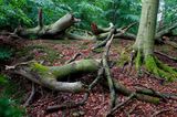 Serrahn im Müritz-Nationalpark