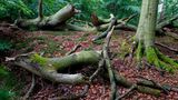 Serrahn im Müritz-Nationalpark