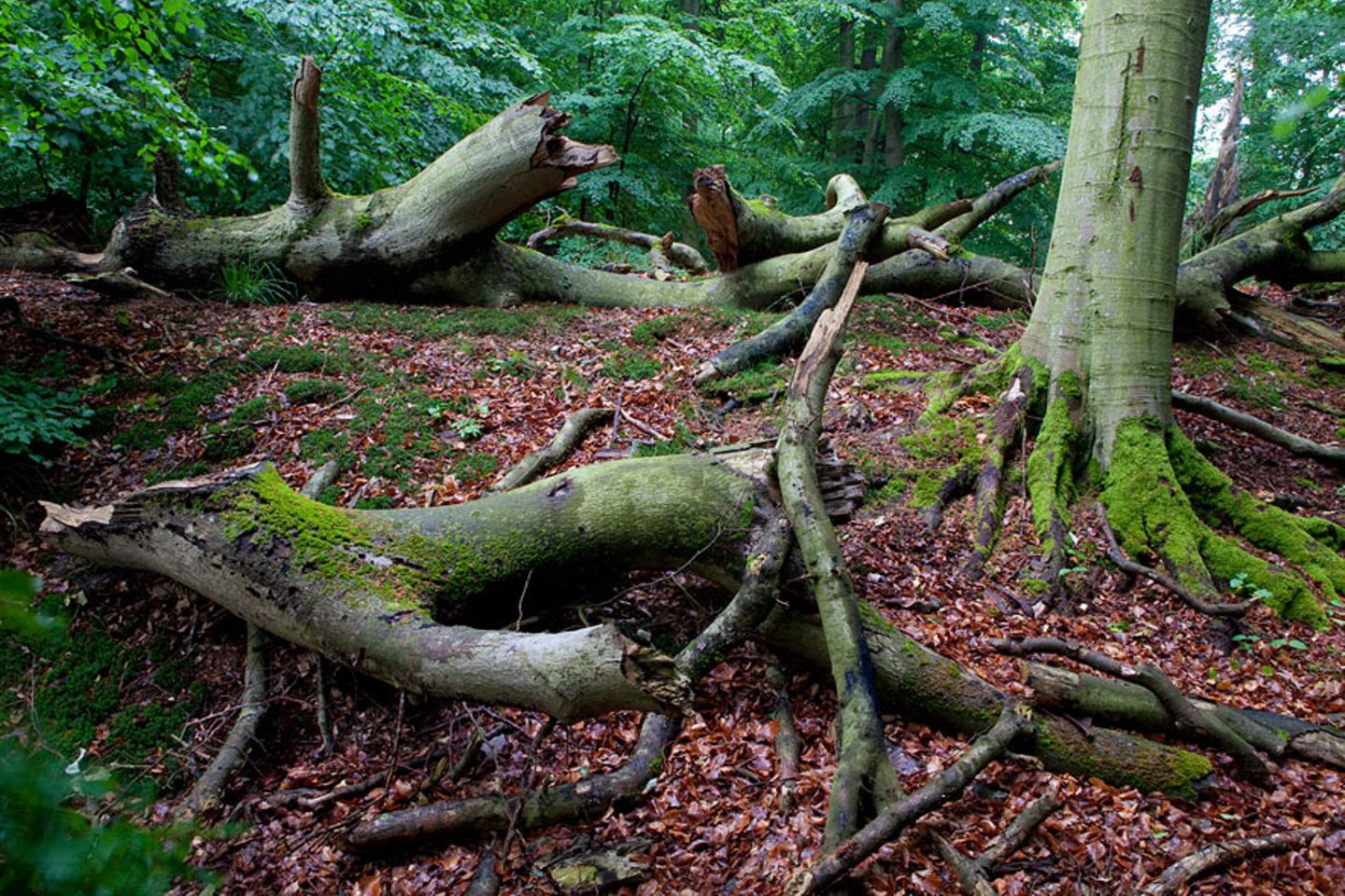 Serrahn im Müritz-Nationalpark