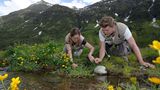 GEO-Tag der Artenvielfalt im Nationalpark Hohe Tauern 2013