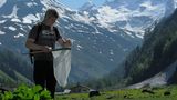 GEO-Tag der Artenvielfalt im Nationalpark Hohe Tauern 2013