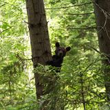 Eine Waisenstation für Bären