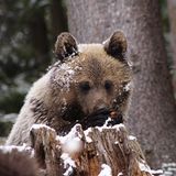 Eine Waisenstation für Bären - Bild 2