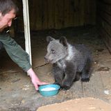 Eine Waisenstation für Bären - Bild 3