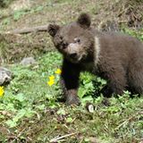 Eine Waisenstation für Bären - Bild 4