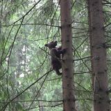 Eine Waisenstation für Bären - Bild 5