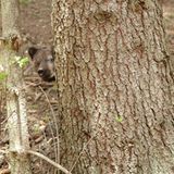 Eine Waisenstation für Bären - Bild 6