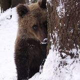 Eine Waisenstation für Bären - Bild 7