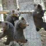 Eine Waisenstation für Bären - Bild 8